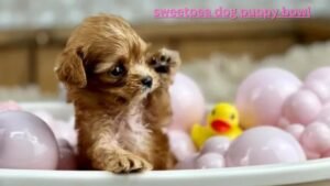 Read more about the article The Ultimate Guide to the Sweetpea Dog Puppy Bowl